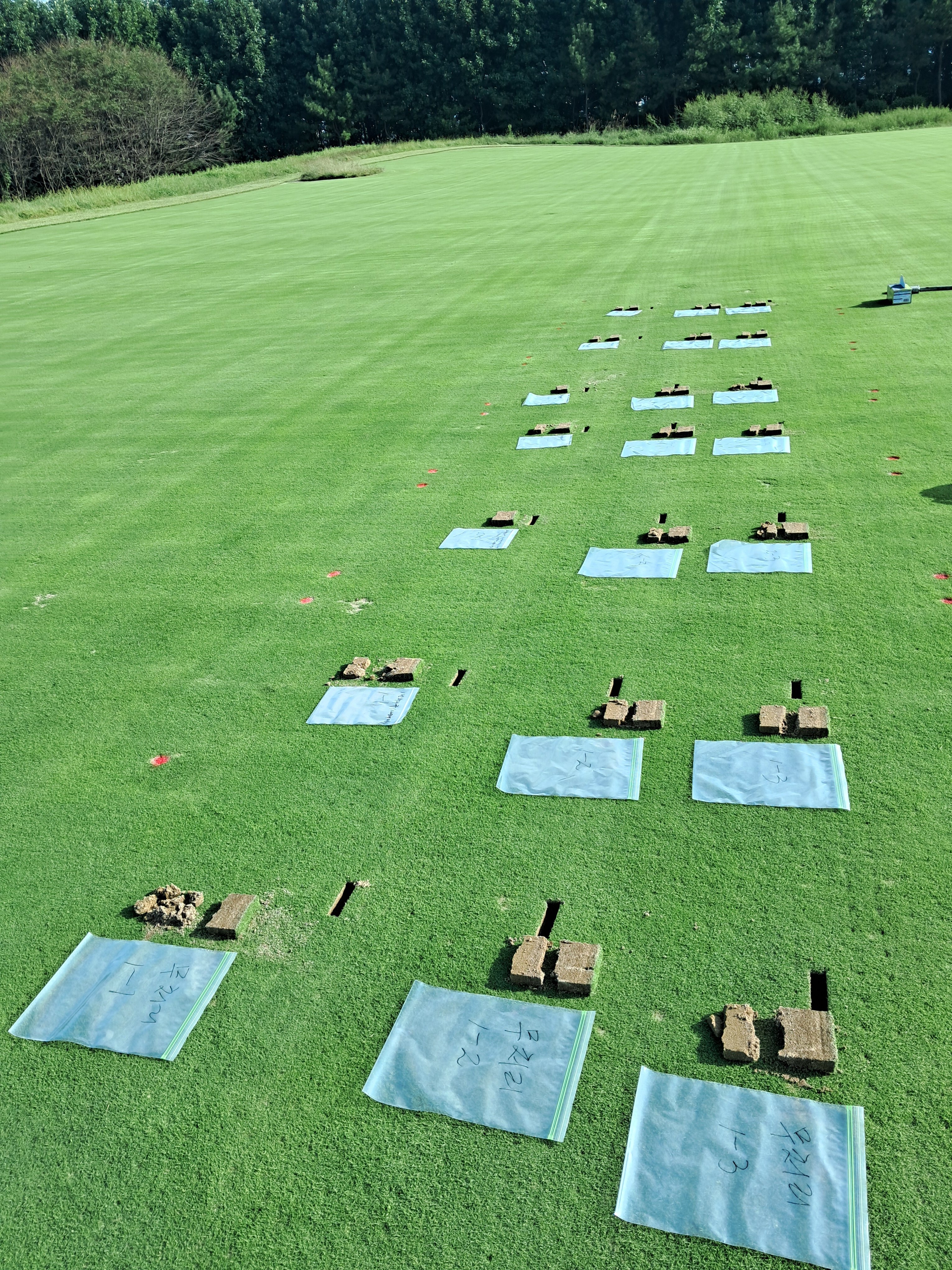 키토산 기반 퍼팩트가 크리핑 벤트그래스의 여름철 하고현상 피해 감소에 미치는 영향