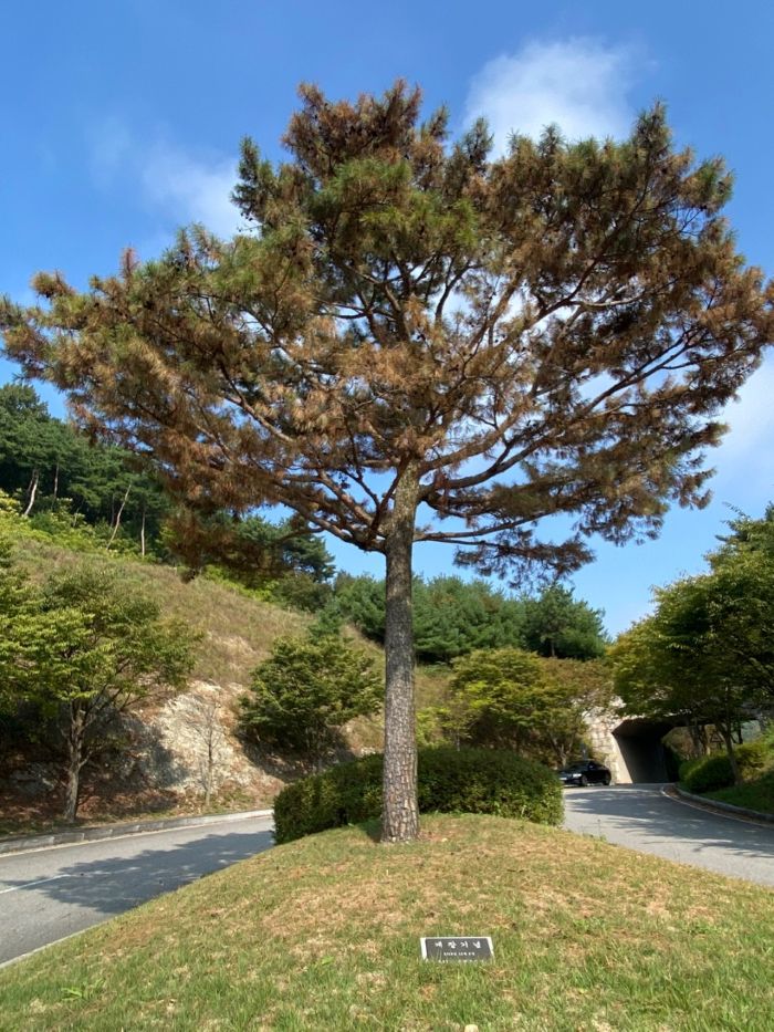  나무의사 주요 직무 10가지