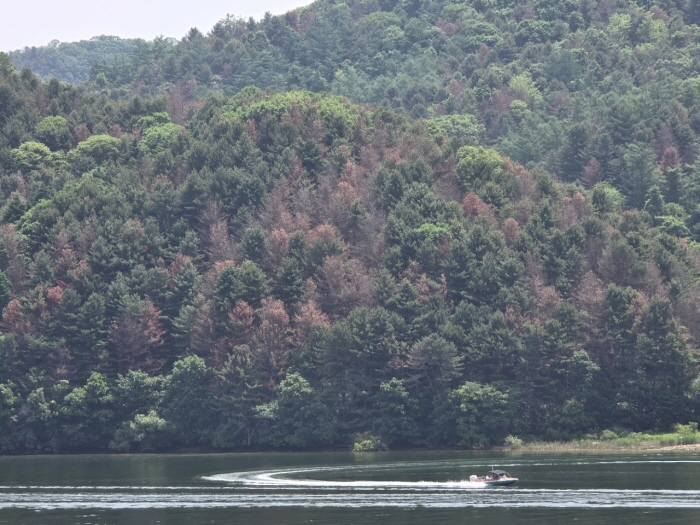 소나무  재선충병(PWD) 피해 현황, 예방 및 친환경 방제 사례 